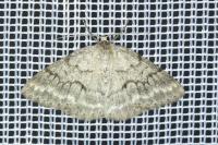 Pseudoterpna coronillaria