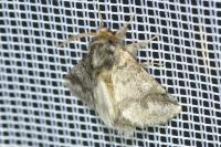 Thaumetopoea processionea