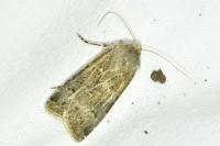 Agrotis bigramma