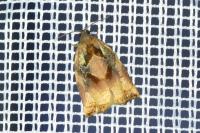 Archips podana
