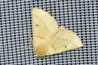 Crocallis elinguaria
