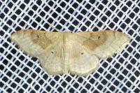 Idaea degeneraria