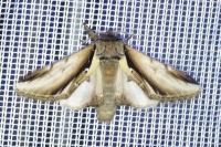 Pheosia gnoma