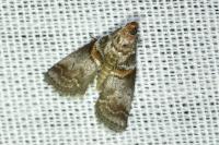 Acrobasis advenella