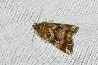 Callopistria juventina