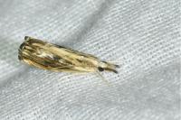Catoptria verellus