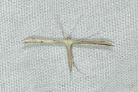 Emmelina argoteles/monodactyla