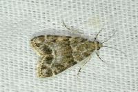 Eudonia mercurella
