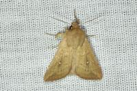 Mythimna albipuncta