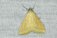 Sitochroa verticalis