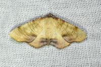 Plagodis dolabraria