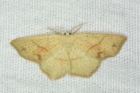 Cyclophora punctaria