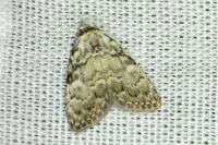 Meganola strigula