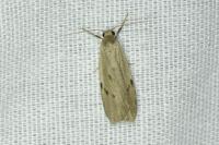Pelosia muscerda