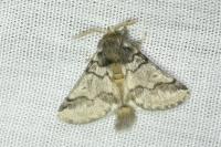 Thaumetopoea processionea