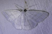 Cabera exanthemata