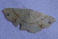 Cyclophora punctaria