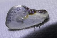 Cilix glaucata