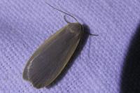 Collita griseola