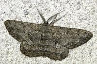 Hypomecis punctinalis