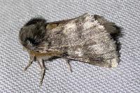 Thaumetopoea processionea