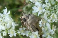 Agrotis exclamationis