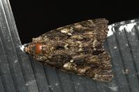 Catocala sponsa