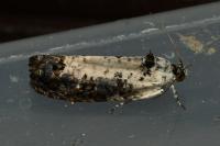Hedya salicella
