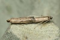 Phycitodes