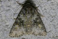 Hecatera dysodea