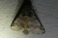 Thaumetopoea processionea