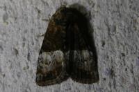 Mesoligia furuncula