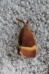 Lasiocampa quercus