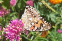 Vanessa cardui
