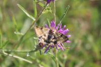Heliothis viriplaca