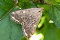 Loxostege sticticalis
