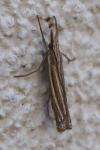 Ancylolomia tentaculella