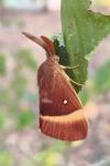 Lasiocampa quercus