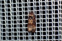 Endothenia