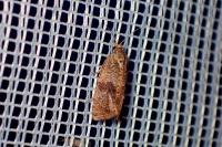 Celypha striana