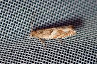 Ancylis comptana