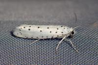 Yponomeuta cagnagella