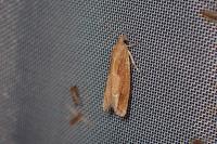 Eucosma obumbratana