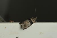 Sciota rhenella