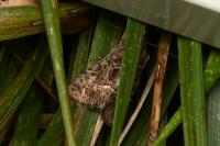 Thalpophila matura