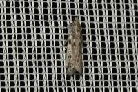 Phycitodes