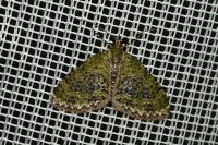 Acasis viretata