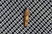 Eucosma conterminana
