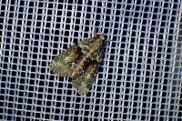 Cryphia algae