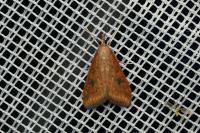 Udea ferrugalis